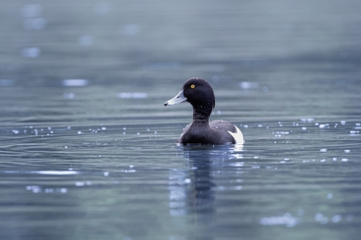 2024-04-25 Electro35
Electro35 [Faune sauvage] 
