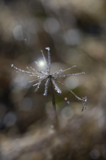 [Janvier 2023] Hâ‚‚O 
jagulian "eau cristaline sur angélique"
