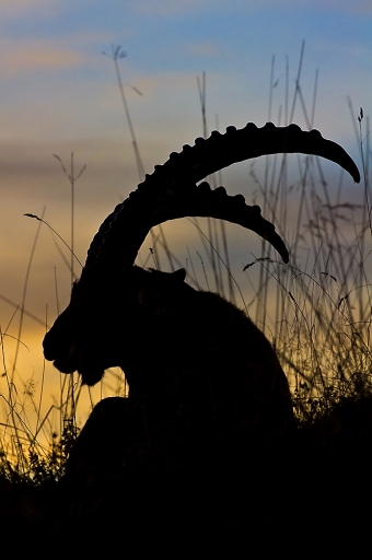 [ Septembre - Octobre 2011 ] Thème : "CONTRE-JOUR"
"Le bouc" par randos74
