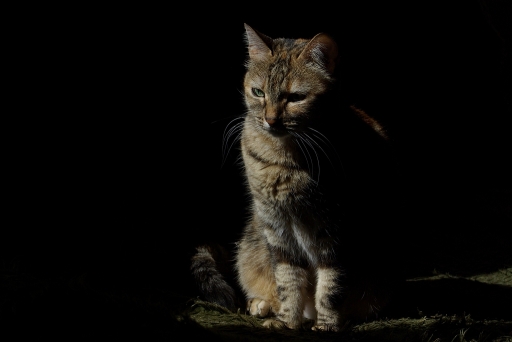 2012-04-09 / sorcier
sorcier - [ Animaux de compagnie ]
