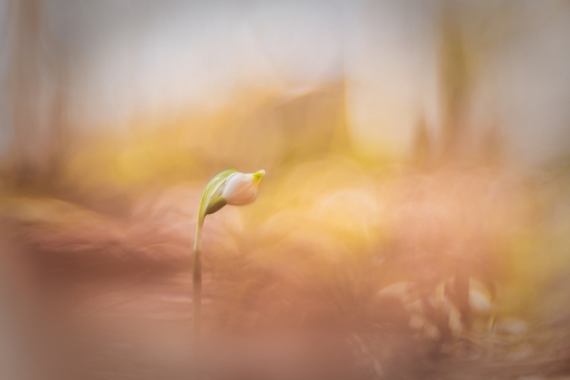 [Mars 2024] (Re-)Naissance
Opus21 "Naissance printanière"
