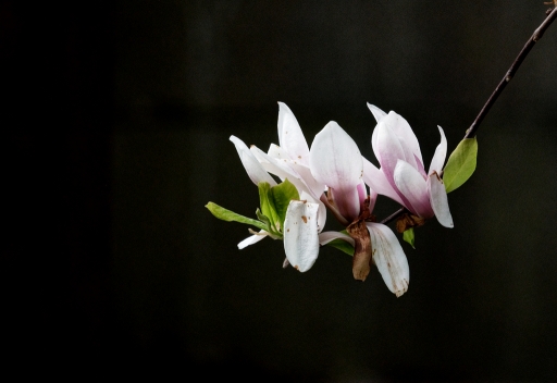 2024-04-01 Hermès
Hermès [Flore et Botanique] 
