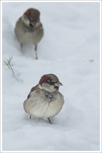 2013-01-23 / Gko
Par: Gko - [ Faune sauvage ]
