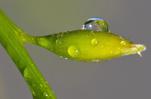 2013-05-20 / phoenix1366
phoenix1366 - [ Gouttes ]
