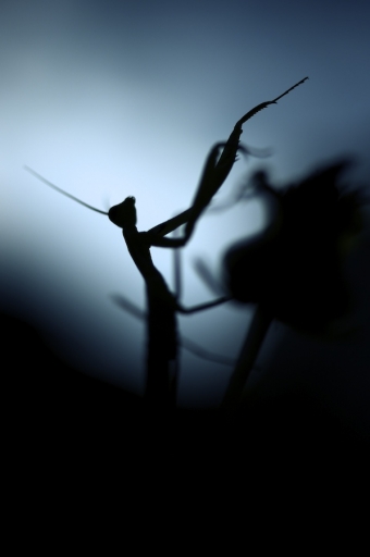 [Septembre 2022] Silhouette 
Marceline "Le chef d'orchestre"
