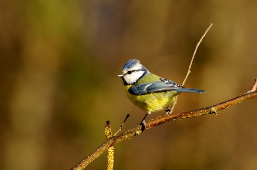 2023-02-07 papy57
papy57 [Faune sauvage]
