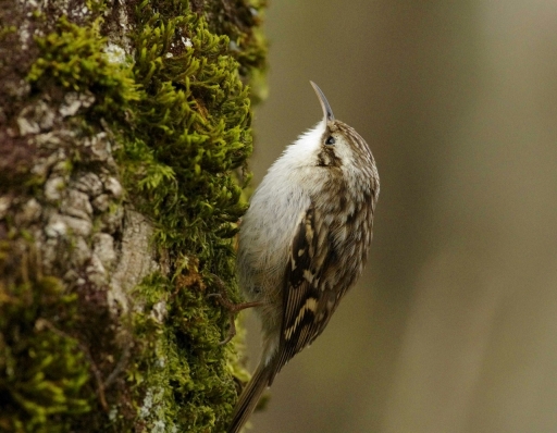 2023-04-04 papy57
papy57 [Faune sauvage]
