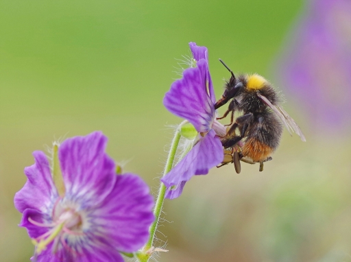 2021-06-14 Hermès
Hermès [Macro et proxiphotographie nature]

