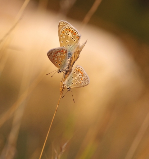 2022-08-30 papy57
papy57 [Macro et proxiphotographie nature] 
