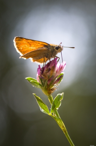 2023-07-24 Mickmac
Mickmac [Macro et proxiphotographie nature] 

