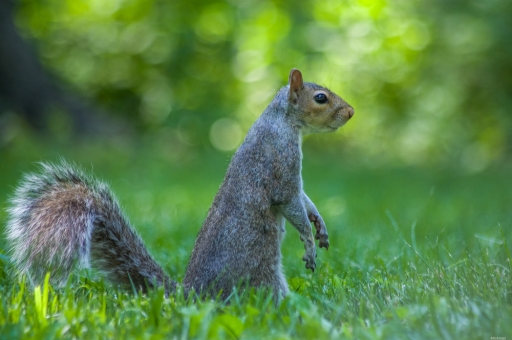 2022-10-31 Mickmac
Mickmac [Faune sauvage]
