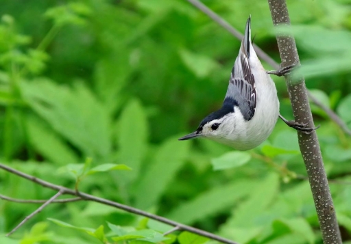 2019-06-10 Charrac
Charrac [Faune sauvage] 
