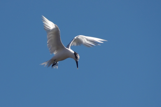 2023-09-04 papa
papa [Faune sauvage]
