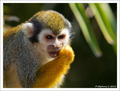 2012-12-29 / MouLaG Ã”fr
Par: MouLaG Ofr - [ Zoo & parcs animaliers ]
