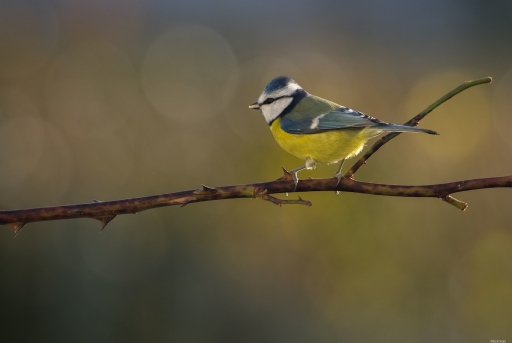 2022-01-04 Mickmac
Mickmac [Faune sauvage]
