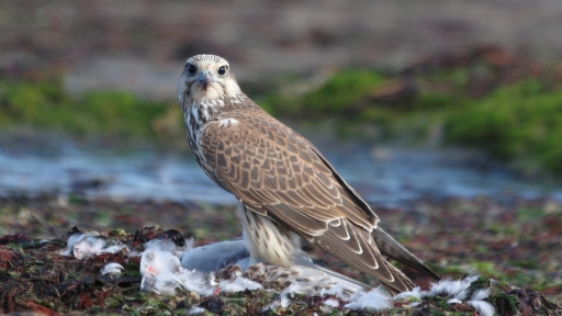 2021-10-25 papa
papa [Faune sauvage]
