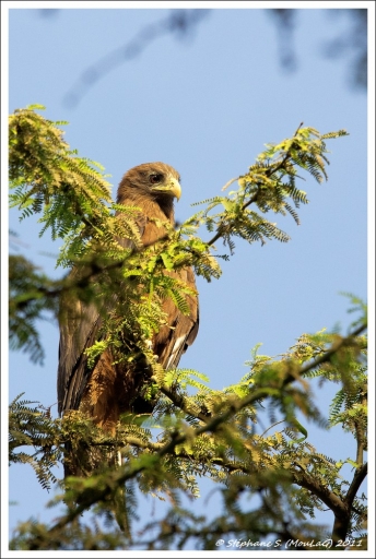 Juin 2011 - MouLaG Ofr 
Juin 2011 - MouLaG Ofr 
