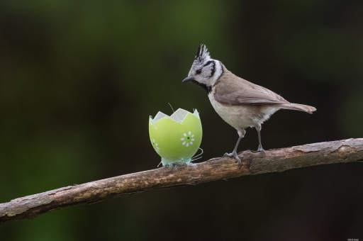 2023-04-17 Mickmac
Mickmac [Faune sauvage]
