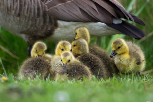 2023-06-05 Mickmac
Mickmac [Faune sauvage]
