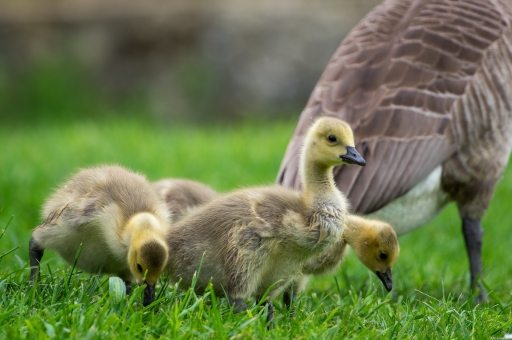 2023-05-09 Mickmac
Mickmac [Faune sauvage]
