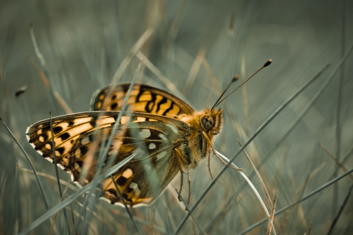 2021-09-14 SerDeber
SerDeber [Macro et proxiphotographie nature] 
