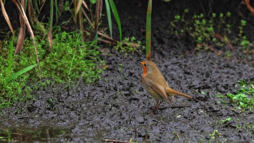 2023-10-10 papa
papa [Faune sauvage]
