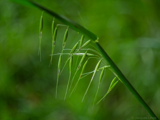 2023-05-22 Pech_les oies
Pech_les oies [Flore et Botanique]
