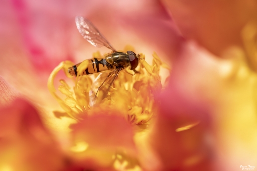 2020-05-11 Daenelyn
Daenelyn [Macro et proxiphotographie nature]
