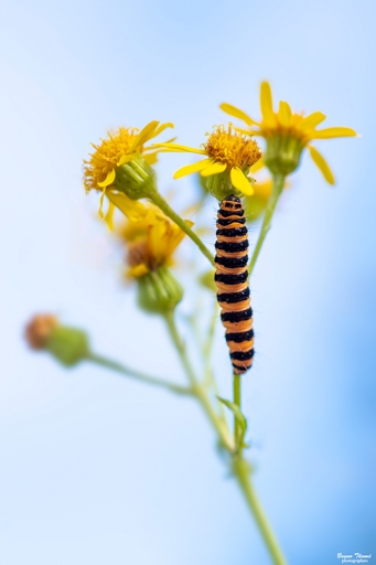 2020-07-26 Daenelyn
Daenelyn  [Macro et proxiphotographie nature]
