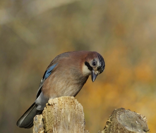 2023-12-04 papy57
papy57 [Faune sauvage] 
