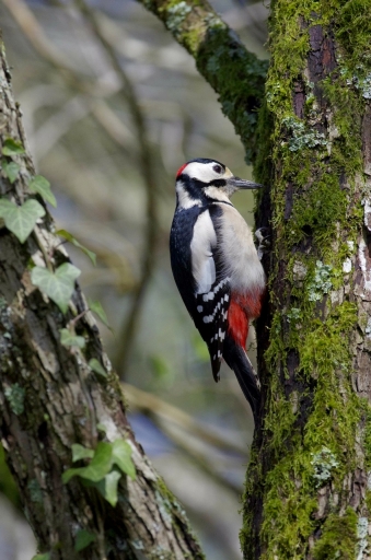 2024-03-19 papy57
papy57 [Faune sauvage]
