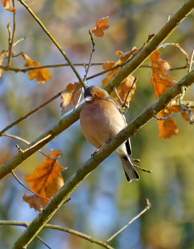 2023-10-23 Hermès
Hermès [Faune sauvage] 
