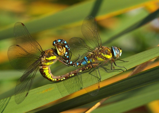 Septembre 2011 - Momak
Septembre 2011 - Momak
