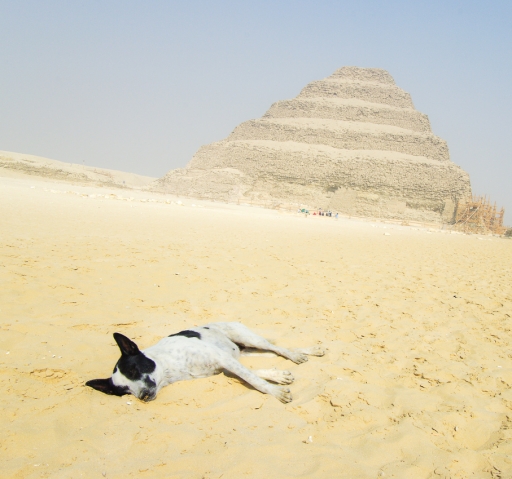 2023-01-31 Fred59
Fred59 [Animaux domestiques ou captifs] 
