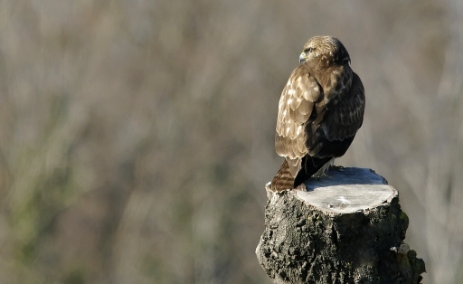 Janvier 2011 - JoCar
Janvier 2011 - JoCar
