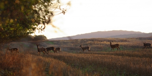 Septembre 2011 - batmanouche
Septembre 2011 - batmanouche
