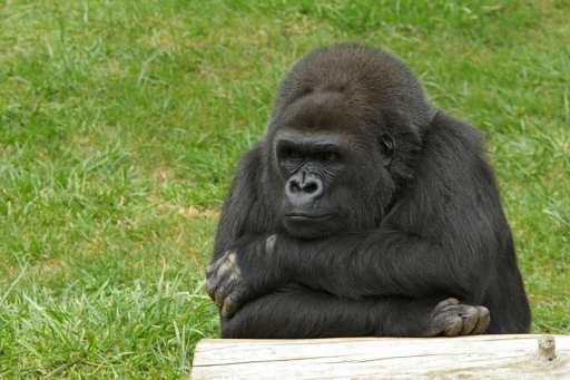 Octobre 2011 - dardi
Octobre 2011 - dardi
