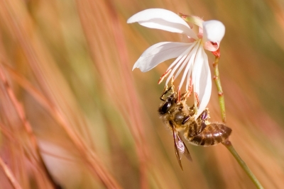 2008-11-12 / Baboulin 
Par: Baboulin - [ Insectes, * non macro * ]
