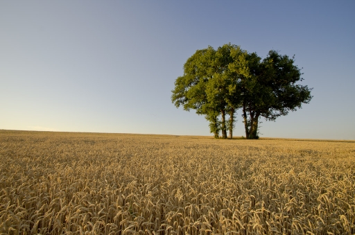 Juin 2011 - alx67
Juin 2011 - alx67
