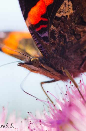 2012-09-09 / sebbenault
sebbenault - [ Macro et proxi-photo ]
