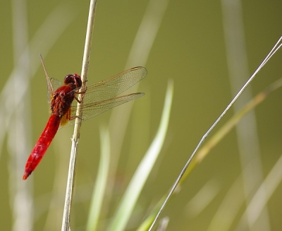 2009-07-29 / une petite kiwie
Par: une petite kiwie - [ Macro et proxi-photo ]
