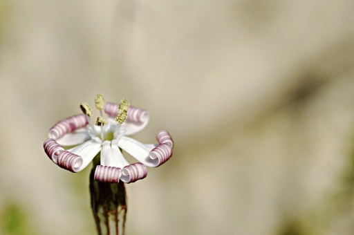 Décembre 2011 - jlf
Decembre 2011 - jlf
