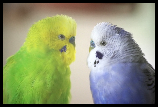 Novembre 2011 - birgd
Novembre 2011 - birgd
