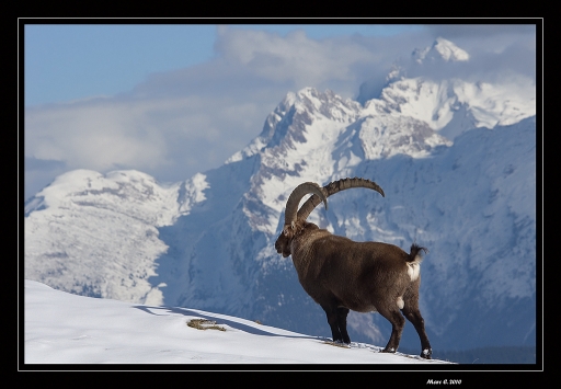 2010-12-01 / randos74
Par: randos74 - [ Faune sauvage ]
