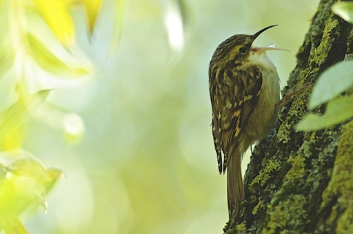 2011-12-21 / dream on
Par: dream on - [ Faune sauvage ]
