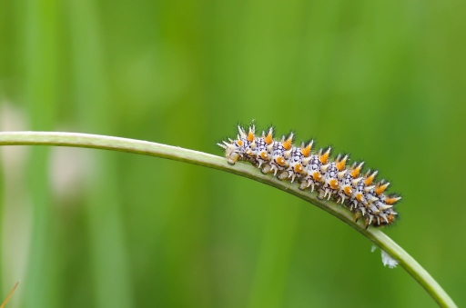 2012-05-27 / olilignan
olilignan - [ Macro et proxi-photo ]
