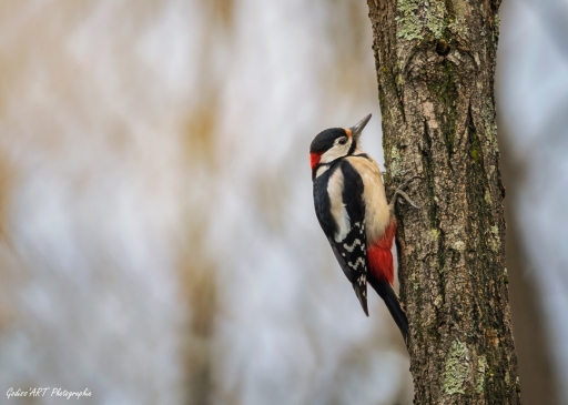 2022-08-23 CarpoDingo
CarpoDingo [Faune sauvage]
