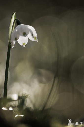 2012-03-16 / NeroPsylo
NeroPsylo - [ Serie ] Perce Hiver ou essais ...
