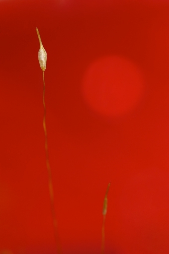 Juillet 2011 - Marceline
Juillet 2011 - Marceline
