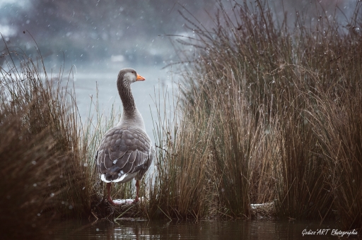 2021-04-19 CarpoDingo
CarpoDingo [Faune sauvage] 
